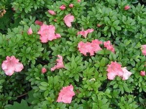 Azalea Gumpo Pink - Azalea