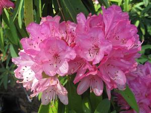 Rhododendron Sir Robert 'Azalea' from David's Nursery Rhododendron Sir Robert 'Azalea' - Azalea