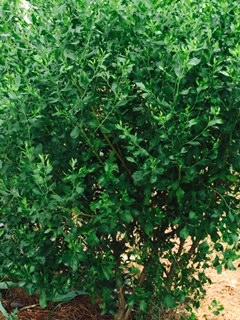 Baccharis halimifolia from David's Nursery Baccharis halimifolia - Salt Water Bush