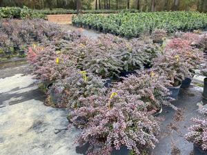 Berberis Concord Barberry from David's Nursery