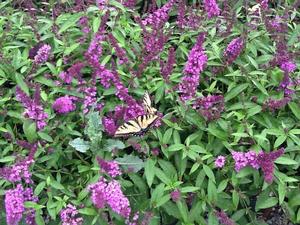 Buddleia PP22177 / Flutterby Petite® Tutti Fruitti Buddleia (butterfly bush) from David's Nursery