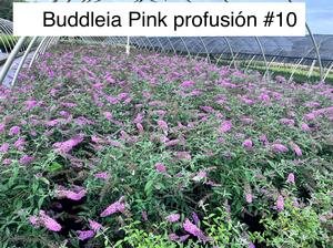 Buddleia Pink Delight - Buddleia (butterfly bush)