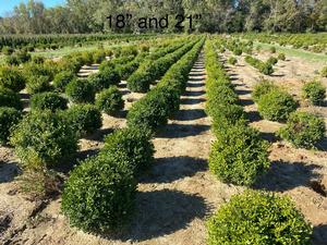 Buxus x Green Velvet from David's Nursery Buxus x Green Velvet - Boxwood