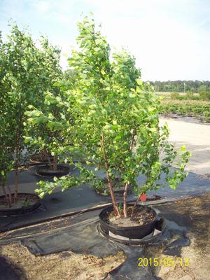 Betula Dura Heat from David's Nursery Betula Dura Heat - River Birch