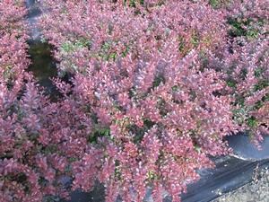 Berberis Crimson Pygmy from David's Nursery Berberis Crimson Pygmy - Barberry