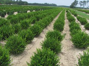 Buxus micro. v . japonica Winter Gem from David's Nursery Buxus micro. v . japonica Winter Gem - Boxwood