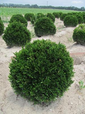 Buxus sinica v. insularis Justin Browers Boxwood from David's Nursery