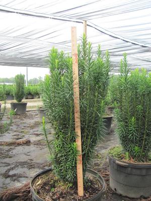 Cepholotaxus Fastigiata Cepholotaxus from David's Nursery