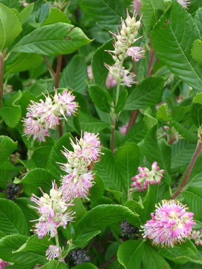 Clethra a. Ruby Spice Summersweet from David's Nursery