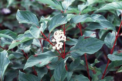 Cornus stolonifera Baileyi - Red Twig