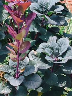 Cotinus Royal Purple from David's Nursery Cotinus Royal Purple - Smoke Bush
