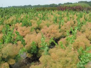 Cotinus Young Lady Smoke Bush from David's Nursery