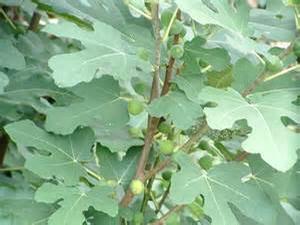Ficus Brown Turkey from David's Nursery Ficus Brown Turkey - Fig
