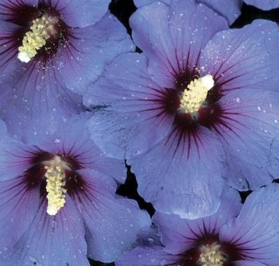 Hibiscus syriacus PP12680 / Proven Winners® Color Choice® Blue Satin® from David's Nursery Hibiscus syriacus PP12680 / Proven Winners® Color Choice® Blue Satin® - Hibiscus Rose of Sharon