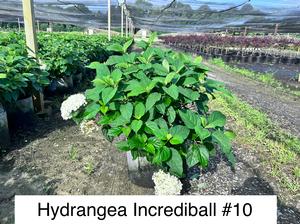 Hydrangea arborescens PP20571 / Proven Winners® Color Choice® Incrediball® from David's Nursery Hydrangea arborescens PP20571 / Proven Winners® Color Choice® Incrediball® - Hydrangea Arborescens