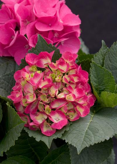 Hydrangea macrophylla PP10906 / Proven Winners® Color Choice® Cityline® Paris from David's Nursery Hydrangea macrophylla PP10906 / Proven Winners® Color Choice® Cityline® Paris - Hydrangea Macrophylla (Mop Head)