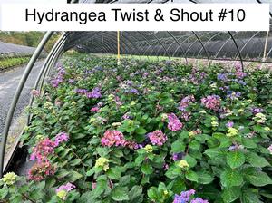 Hydrangea macrophylla PP20176 / Endless Summer® Twist-n-Shout® - Hydrangea Macrophylla (Mop Head)