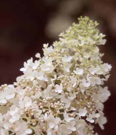 Hydrangea paniculata PP15395 / Proven Winners® Color Choice® 'Little Lamb' from David's Nursery Hydrangea paniculata PP15395 / Proven Winners® Color Choice® 'Little Lamb' - Hydrangea Paniculata (Panicle)