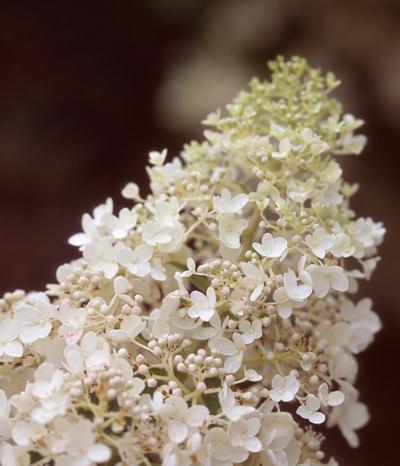 Hydrangea paniculata PP15395 / Proven Winners® Color Choice® 'Little Lamb' - Hydrangea Paniculata (Panicle)