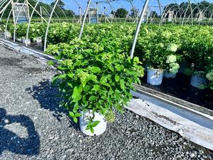 Hydrangea paniculata PP22330 / Proven Winners® Color Choice® Little Lime® - Hydrangea Paniculata (Panicle)