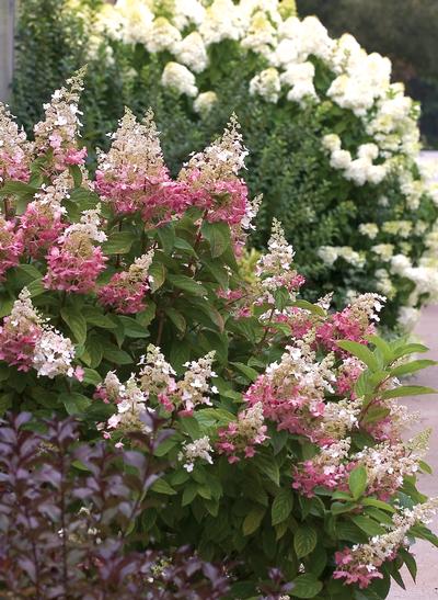Hydrangea paniculata PP16166 / Proven Winners® Color Choice® Pinky Winky® from David's Nursery Hydrangea paniculata PP16166 / Proven Winners® Color Choice® Pinky Winky® - Hydrangea Paniculata (Panicle)