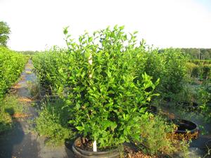 Hibiscus Minerva from David's Nursery Hibiscus Minerva - Hibiscus Rose of Sharon