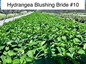 Hydrangea macrophylla PP17169 / Endless Summer® Blushing Bride® - Hydrangea Macrophylla (Mop Head)