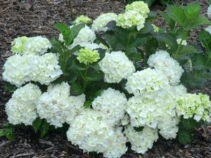 Hydrangea M. Emile Moulliere - Hydrangea Macrophylla (Mop Head)