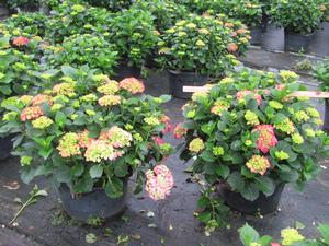 Hydrangea M. Glowing Embers - Hydrangea Macrophylla (Mop Head)