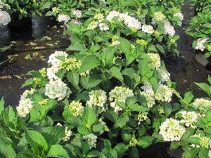 Hydrangea M. Sister Theresa from David's Nursery Hydrangea M. Sister Theresa - Hydrangea Macrophylla (Mop Head)