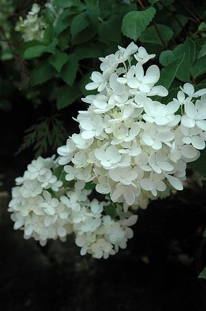 Hydrangea P. Bombshell Hydrangea Paniculata (Panicle) from David's Nursery
