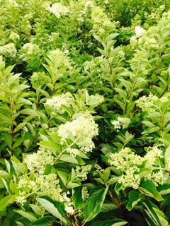 Hydrangea P. Phantom from David's Nursery Hydrangea P. Phantom - Hydrangea Paniculata (Panicle)