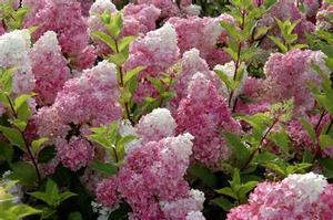 Hydrangea paniculata PP20670 / First Edition® Vanilla Strawberry™ from David's Nursery Hydrangea paniculata PP20670 / First Edition® Vanilla Strawberry™ - Hydrangea Paniculata (Panicle)