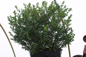 Ilex crenata Hetzi - Ilex (Holly)