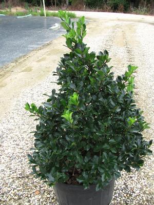 Ilex M. Blue Prince - Blue Holly