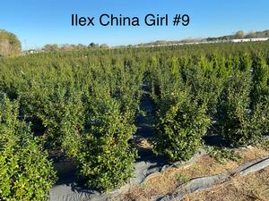 Ilex M. China Girl from David's Nursery Ilex M. China Girl - Ilex (Holly)