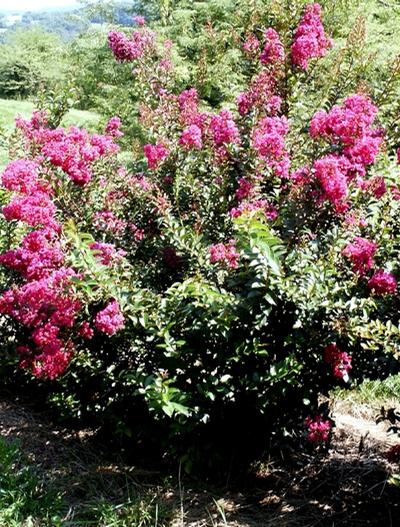 Lagerstroemia Dynamite from David's Nursery Lagerstroemia Dynamite - Lagerstroemia (Crape Myrtle)