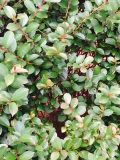 Lagerstroemia Pocomoke - Lagerstroemia (Crape Myrtle)