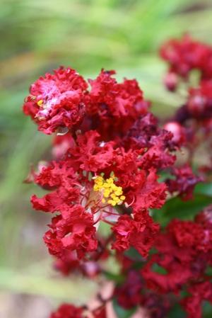 Lagerstroemia Siren Red from David's Nursery Lagerstroemia Siren Red - Lagerstroemia (Crape Myrtle)