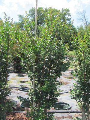 Lagerstroemia Tuscarora from David's Nursery Lagerstroemia Tuscarora - Lagerstroemia (Crape Myrtle)