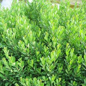 Myrica Gale from David's Nursery Myrica Gale -
