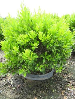 Myrica Pensylvanica from David's Nursery Myrica Pensylvanica - Northern Bayberry
