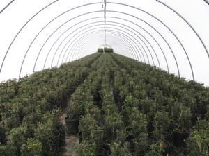 Osmanthus h. Gulf Tide from David's Nursery Osmanthus h. Gulf Tide - Osmanthus