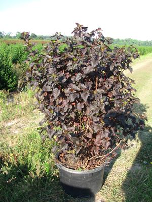 Physocarpus 'Diabolo™ (Ninebark)' from David's Nursery Physocarpus 'Diabolo™ (Ninebark)' -