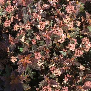 Physocarpus opulifolius PP22634 / First Editions® Little Devil™ - Ninebark