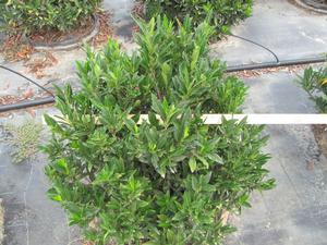 Prunus Otto Luyken from David's Nursery Prunus Otto Luyken - Cherry Laurel