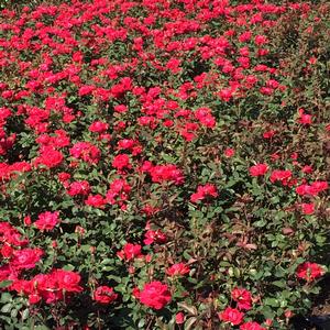 Rosa PP17877 / Drift® Red from David's Nursery Rosa PP17877 / Drift® Red - Rosa Drift®