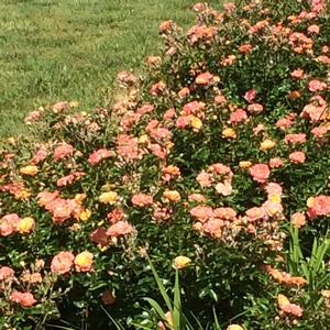 Rosa PP21612 / Drift® Sweet from David's Nursery Rosa PP21612 / Drift® Sweet - Rosa Drift®