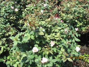 Rosa 'Radyod' PP14700 / Knock Out® Blushing - Rosa Knock Out