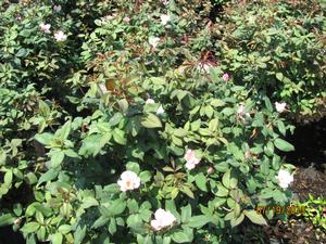 Rosa 'Radyod' PP14700 / Knock Out® Blushing from David's Nursery Rosa 'Radyod' PP14700 / Knock Out® Blushing - Rosa Knock Out